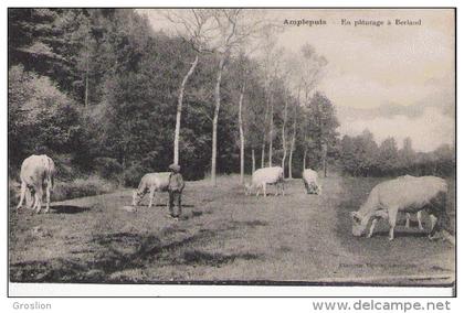 AMPLEPUIS EN PATURAGE A BERLAND (VACHER ET TROUPEAU)