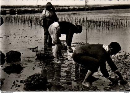 CPSM Andernos les Bains Peche aux huitres