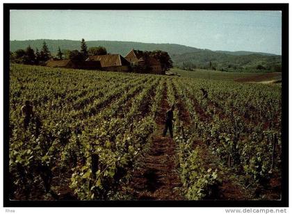 39 Arbois vignes D39D K39013K C39013C RH101186