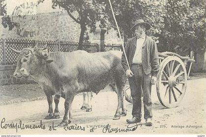 REPRO Auvergne Attelage Auvergnat Bœufs