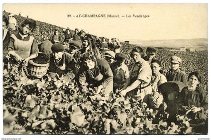 FRANCE Ay Champagne, les vendanges, animation en gros plan.