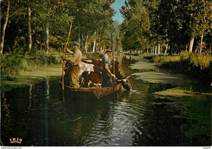 CPM Marais Poitevin Venise Verte Cathedrale de Verdure Entre Coulon et la Garette Vaches