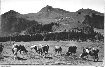 74 BELLEVAUX - les pâturages d'Hirmantaz
