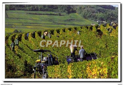 CPM Les vendanges en Bourgogne