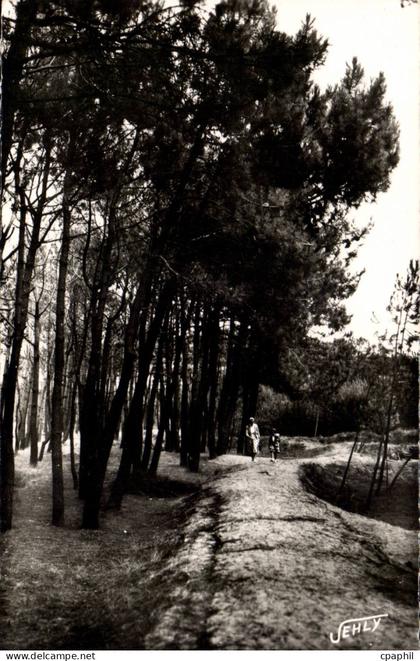 CPSM Bretignolles sur Mer La foret des dunes