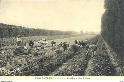 CPA Carpentras Cueillette des Fraises