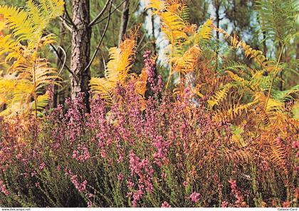 40 CASTETS VISAGE DES LANDES