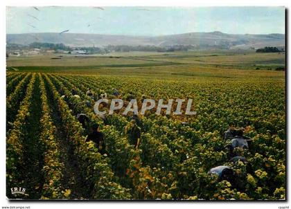 CPM Vendanges en Champagne