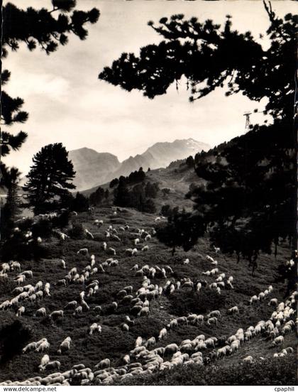 CPSM Chamrousse Moutons En Alpage