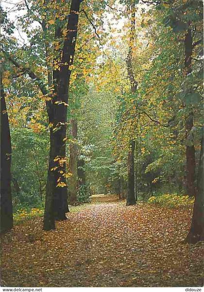 Carte Postale - 92 - Chatenay-Malabry - La Maison de Chateaubriand - La Vallée aux Loups - Allée sous bois - Carte Neuve