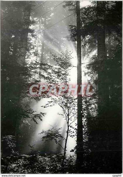CPM Images de Franche Comte Sous bois