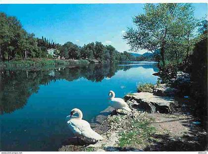 Carte Postale - 04 - Gréoux les Bains - Les cygnes au bord du Verdon - Flamme Postale de Gréoux les Bains - CPM - Voir S
