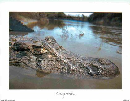 Guyane - Faune de Guyane - Melanosuchus niger - Caïman noir - Animaux - CPM - Voir Scans Recto-Verso