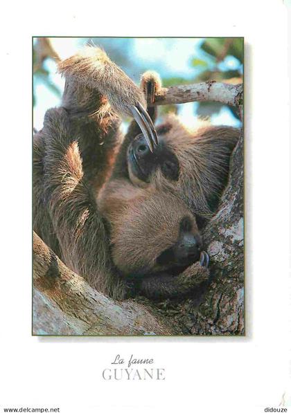 Guyane - Faune de Guyane - Choléopus didactylus unau et son petit - Paresseux - Animaux - CPM - Voir Scans Recto-Verso