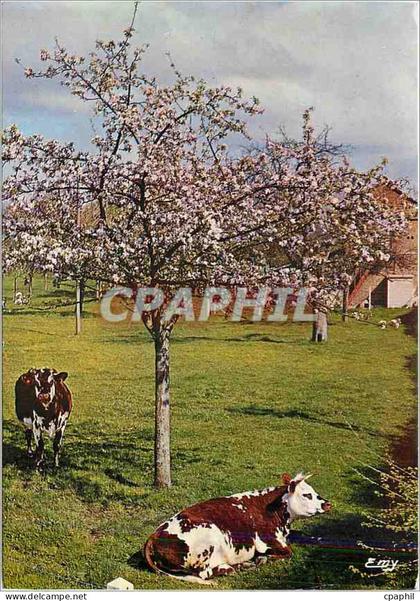 CPM La Normandie Pittoresque Au printemps sous les pommiers Vaches