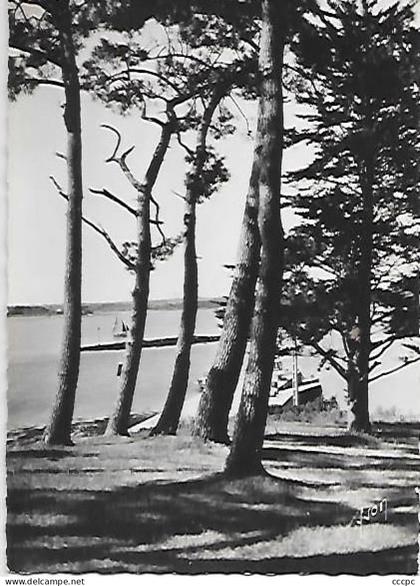 CPSM Ile aux Moines Pointe du Bois d'Amour