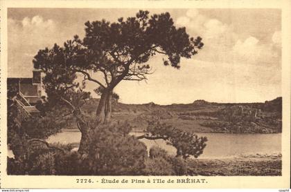 CPA Etude de Pins a l Ile de Brehat