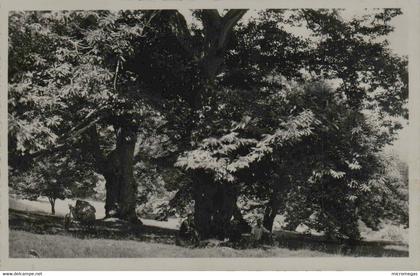 83 - LA GARDE FREINET - Les Chataigniers