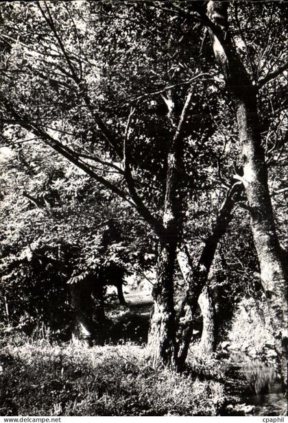 CPSM La garde Freinet Sous Bois