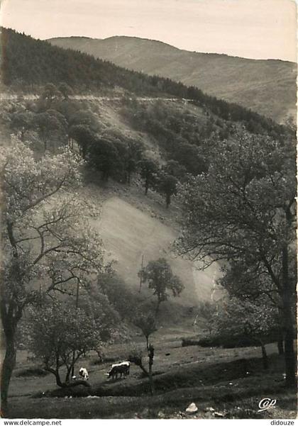 Carte Postale - 07 - La Louvesc - Les Prairies au pied de La Louvesc - Vaches - Carte dentelée - CPSM grand format - Voi
