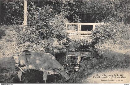 LE GAVRE     FORET  VACHE