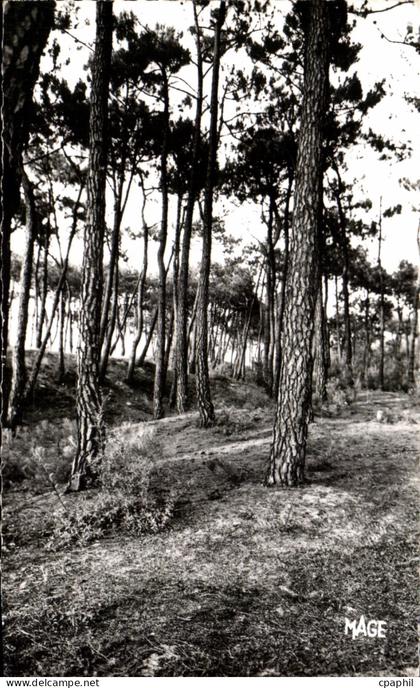 CPSM Le Touquet Un coin de foret