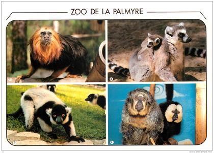 ZOO DE LA PALMYRE . LES MATHES . SINGE TAMARIN LION, LEMUR CATTA, MAKI VARI, SINGES SAKI .
