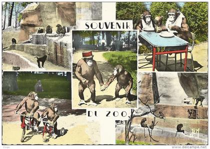 CPSM Maubeuge souvenir du Zoo