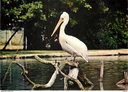 CPM Parc Zoologique du Chateau de Branfere Muzillac Pelican Rose