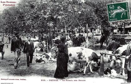 D64 - ORTHEZ - LE FOIRAIL < VUE ANIMEE DES BOEUFS