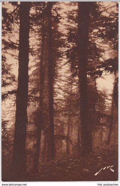 (6476) AK Luchon-Superbagneres, Wald, vor 1945