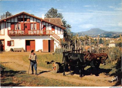 BR23757 Espelette vue generale cow vaches  france