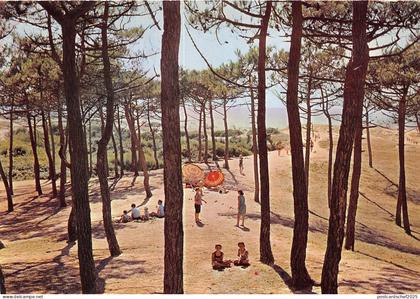 BR26372 Saint Hilaire de Riez la mer a travers les pins France