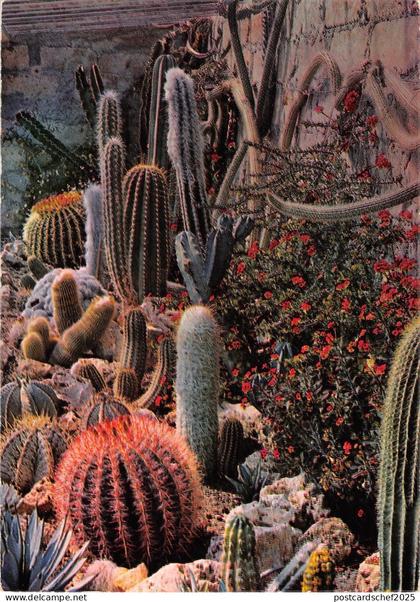 BT10178 Jardin exotique de sanary bandol         France