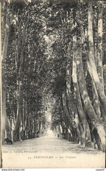 CPA Perpignan Les Platanes