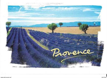 3 CP PROVENCE / LUBERON