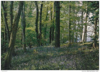 cp , RÉGIONS , Promenade en forêt