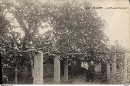 CPA Roscoff Le Figuier Seculaire
