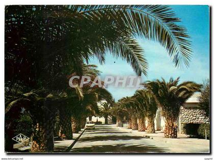 CPM Saint Cyprien l'Avenue des Palmiers