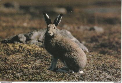 SAINT PIERRE ET MIQUELON - La Faune de St Pierre et Miquelon - Le Lièvre arctique en mue
