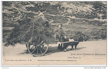 YS 865 / CPA -  SAINT PIERRE ET MIQUELON - AUTRE ATTELAGE St PIERRAIS (  LE TERRENEUVE -ATTELAGE A CHIEN  )