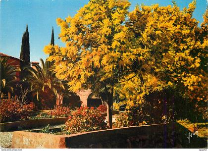 CPM Saint Tropez (Var) La Cote d'Azur miracle de la nature Printemps aux environs de Saint Tropez