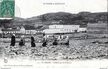 ST PIERRE ET MIQUELON - ST PIERRE - LE SECHAGE DE LA MORUE
