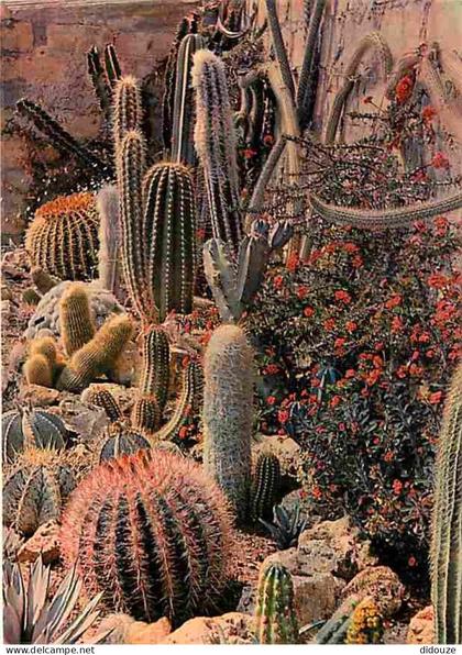 83 - Sanary sur Mer - Le Jardin exotique - Cactus - Fleurs - CPM - Voir Scans Recto-Verso