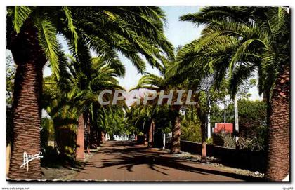 CPA Cote d'Azur Sanary Sur Mer Avenue De Port Issol