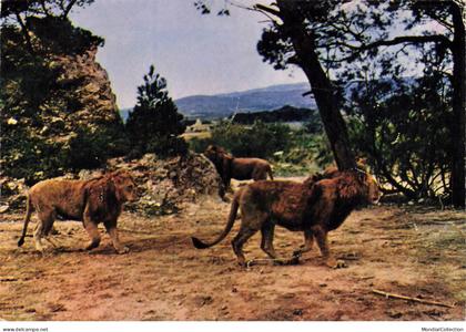 11 SIGEAN AB#MK353 RESERVE AFRICAINE DE SIGEAN LIONS