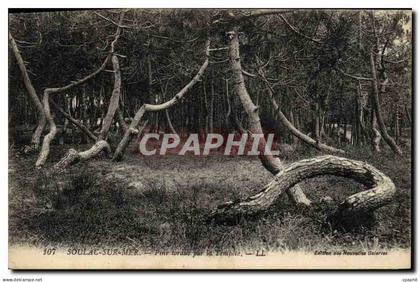 CPA Soulac sur mer Pins tordus par la tempete