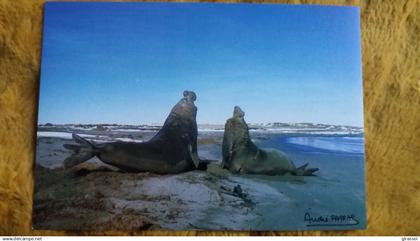 CPM TAAF TERRES AUSTRALES ET ANTARCTIQUES DE FRANCAISES COMBAT ELEPHANTS DE MER KERGUELEN PHOTO FATRAS  ED LABOUREUR