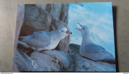 CPM TAAF TERRES AUSTRALES ET ANTARCTIQUES FRANCAISES FULMAR ANTARCTIQUE TERRE ADELIE PHOTO DUMON FATRAS