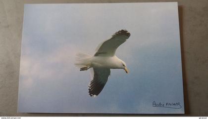 CPM TERRES AUSTRALES ET ANTARCTIQUES FRANCAISES GOELAND DOMINICAIN OISEAU ED LABOUREUR PHOTO A FATRAS TAAF 1985
